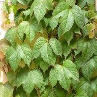 Виноград Вича купить