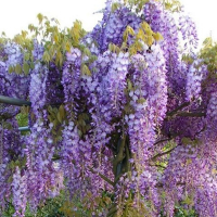 Гліцинія китайська Проліфік купить