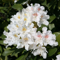 Рододендрон Каннінгемс Уайт купить