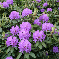 Рододендрон катевбінський Грандіфлорум купить