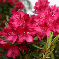 Рододендрон гибридный Новая Зембла купить