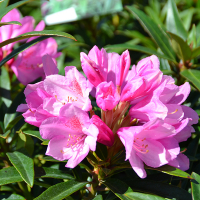 Рододендрон понтійський Грацейла купить