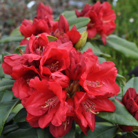 Рододендрон плоский 