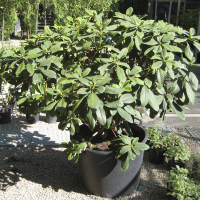 Рододендрон микс купить