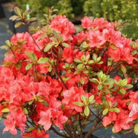 Рододендрон Азалия японика купить