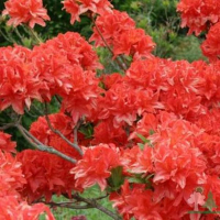 Рододендрон листопадний Молліс купить