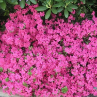 Рододендрон азалия японика Амоена купить