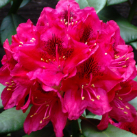 Рододендрон гібридний Нова Зембла купить