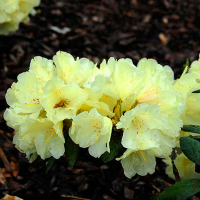 Рододендрон якушиманский Центениал Голд купить