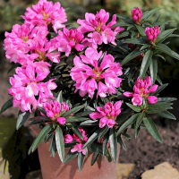 Рододендрон понтійський Грацейла купить