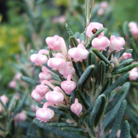 Андромеда полифолия Компакта купить