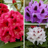 Рододендрон гибридный купить