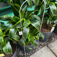 Опора для рослин металева Дуга 180х800 мм купить