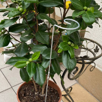 Опора для растений металлическая д 5х600 мм купить