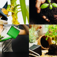 Виїзд спеціаліста для консультації з кімнатних рослин, ціна за годину+транспортні витрати купить