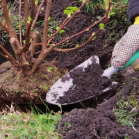 Выкорчевка кустарников (без вывоза отходов): диаметр кроны от 100 см до 200 см купить