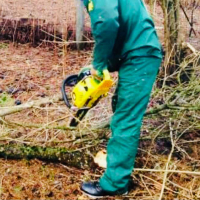 Викорчування чагарників (без вивезення відходів): діаметр кроні від 50 см до 100 см купить