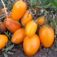 Томат Банан золотой SeedEra 0,1 г купить