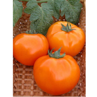 Томат Хурма SeedEra 0,1 г купить