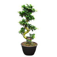 Бонсай фікус мікрокарпа Гінсенг купить