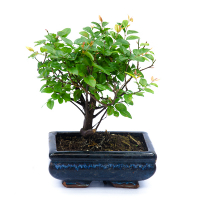 Бонсай микс купить