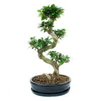 Бонсай фикус микрокарпа Гинсенг купить