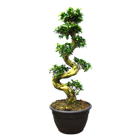 Бонсай фикус микрокарпа Гинсенг купить