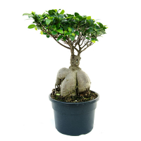 Бонсай фикус микрокарпа Гинсенг купить