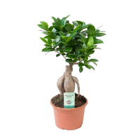 Бонсай фикус микрокарпа Гинсенг купить