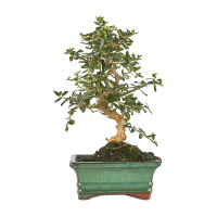 Бонсай Olea Sylvestris купить