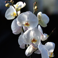 Орхидея фаленопсис королевская 2 цветоноса купить