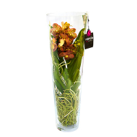 Орхидея Ванда в стеклянной вазе купить