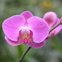 Орхідея фаленопсис 2 квітконоси купить