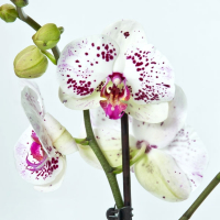 Орхидея фаленопсис 2 цветоноса купить