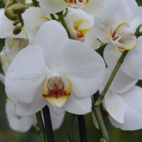 Орхидея фаленопсис 2 цветоноса купить