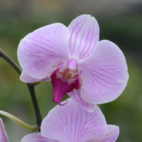 Орхидея фаленопсис 1 цветонос купить