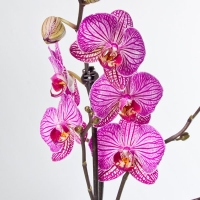 Орхидея фаленопсис 2 цветоноса купить