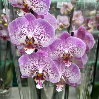 Орхидея фаленопсис 2 цветоноса купить