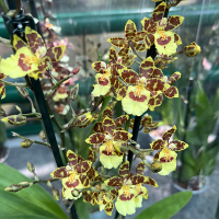 Орхидея Камбрия микс купить