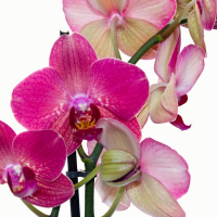 Орхідея фаленопсис 2 квітконоси купить