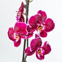 Орхідея фаленопсис 2 квітконоси купить