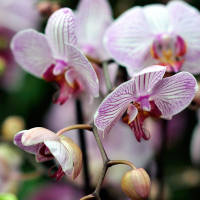 Орхідея фаленопсис 2 квітконоси купить