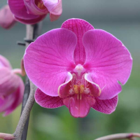 Орхідея фаленопсис 2 квітконоси купить