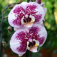 Орхидея фаленопсис 2 цветоноса купить