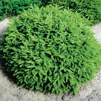 Ель обыкновенная Нидиформис купить