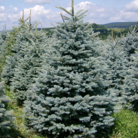 Ель колючая Глаука купить