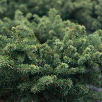 Ель сербская Карел купить