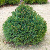 Ель обыкновенная Барри купить