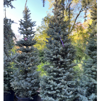 Ель голубая Kaibab 200/225 купить