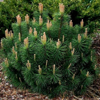 Сосна гірська Пуміліо купить